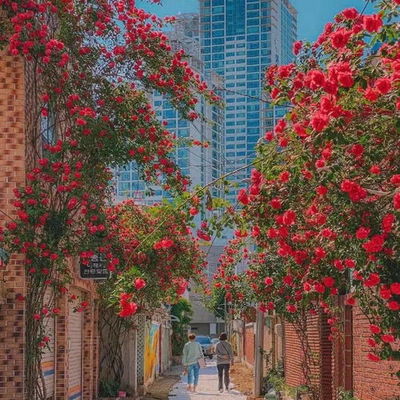 跟着成都树莓教育探秘纽约大学摄影专业 在线教育如何解锁顶尖艺术资源